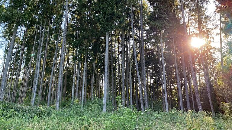 Die Stadt Marktheidenfeld warnt vor Spaziergängen im Stadtwald, da Gefahr durch herabfallendes Totholz droht. (Archivbild)