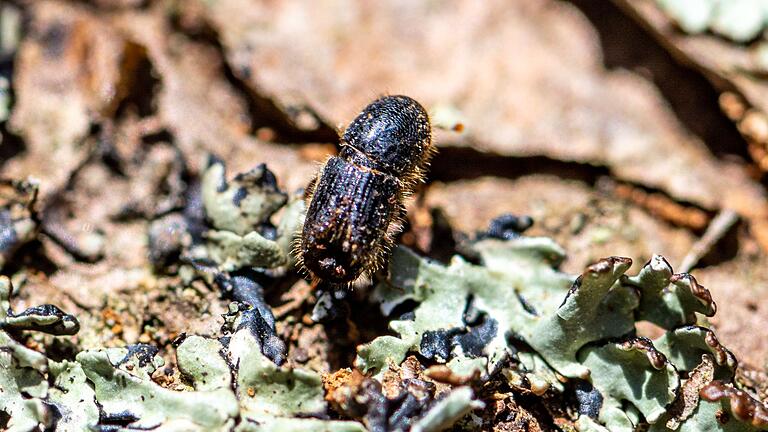 Nationalpark Bayerischer Wald       -  Borkenkäfer setzen den Wäldern zu - in diesem Jahr sieht es aber etwas besser aus. (Archivbild)