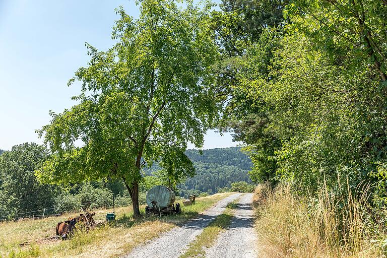 Der Wanderweg führt mitten durch die Natur. Hier kann man seine Alltagsgedanken im Alltag lassen, einfach einen Fuß vor den andern setzen und die kleinen und großen Wunder der Tour genießen.