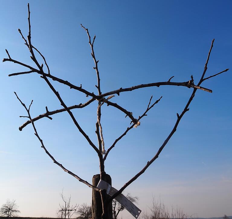 Das Bild zeigt, wie sich an einem jungen Obstbaum die Seitenleitäste mit Hilfe von Spreizhölzern und Schnüren in die gewünschte Himmelsrichtung lenken und im optimalen 45-Grad-Winkel ausrichten lassen.