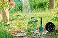 Hortensie wird in ein Beet eingepflanzt, sie sind pH-sensible Blumen.