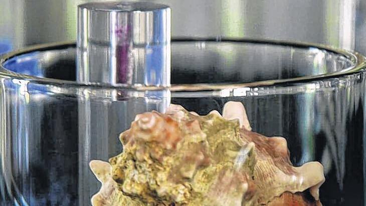 Sehr kostbar: 0,0025 Gramm Farbstoff aus der Purpurschnecke.