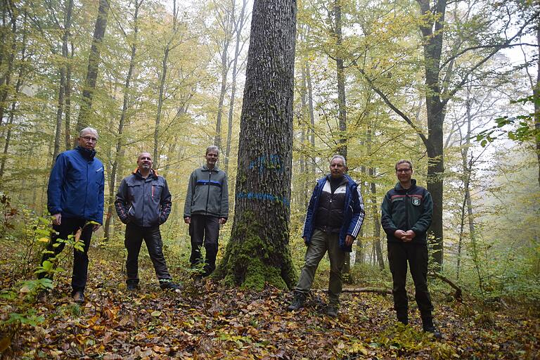 Am Stamm eines mächtigen, 130 Jahre alten Speierlings erläutern die Verantwortlichen den Waldnaturschutz im Wasserlöser Gemeindewald: (von links) Bürgermeister Anton Gößmann, Rechtler-Vorstandsmitglied Burkard Schmitt, Schweinfurts Forstamtsleiter Stephan Thierfelder, Rechtler-Vorsitzender Oswald Drenkard und Revierleiter Felix Rabe.