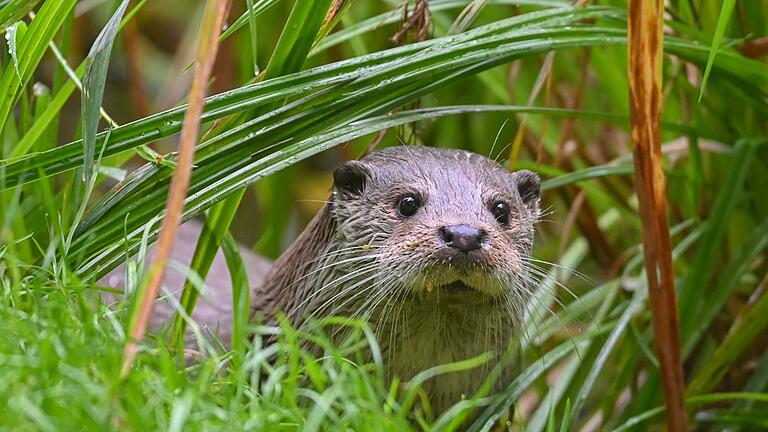 Fischotter       -  In Bayern gibt es zwei neue Fischotter-Verordnungen.