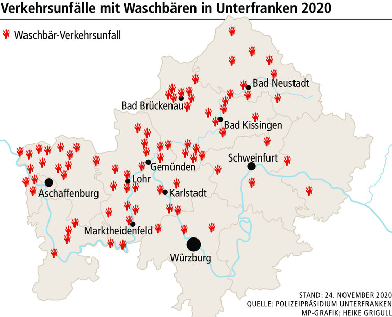 Maskierte Räuber: Wo der Waschbär in Unterfranken sein Unwesen treibt