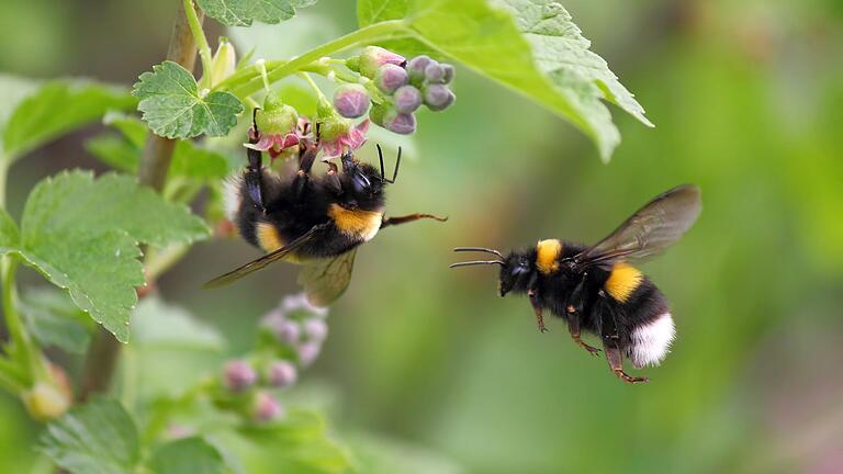 Wer die gemütlichen und nützlichen Brummer im Garten haben will, kann ihnen bereits im Februar helfen, ein schönes Zuhause zu finden. Wer die gemütlichen und nützlichen Brummer im Garten haben will, kann ihnen bereits im Februar helfen, ein schönes Zuhause zu finden. 