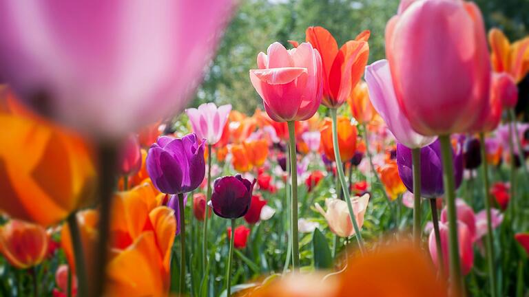 Schöne rote, orange- und rosafarbene Tulpenblüten im Garten machen gute Laune. Schöne rote, orange- und rosafarbene Tulpenblüten im Garten machen gute Laune. 