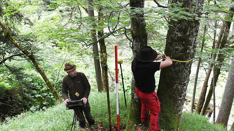 Bundeswaldinventur       -  Für den Bericht wird eine Stichprobe des Waldes untersucht.