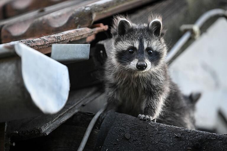 Wildtiere wie beispielsweise Waschbären, die in Siedlungsgebiete vordringen, können zum Problem werden. (Symbolbild)