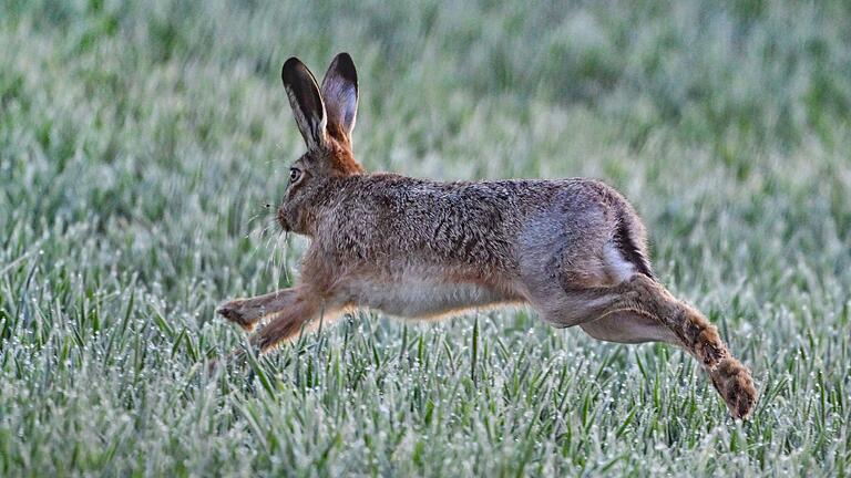 Um Märchen und Stups, den Osterhasen, dreht sich alles bei einem Osterspaziergang am Ostermontag. Um Märchen und Stups, den Osterhasen, dreht sich alles bei einem Osterspaziergang am Ostermontag.