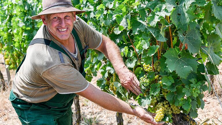 Hitzeauswirkungen im Weinbau: Winzer Reiner Ullrich aus Kleinochsenfurt (Lkr. Würzburg) will bereits am 22. August mit der Weinlese der frühesten Sorte Ortega beginnen.