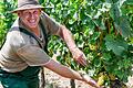 Hitzeauswirkungen im Weinbau: Winzer Reiner Ullrich aus Kleinochsenfurt (Lkr. Würzburg) will bereits am 22. August mit der Weinlese der frühesten Sorte Ortega beginnen.