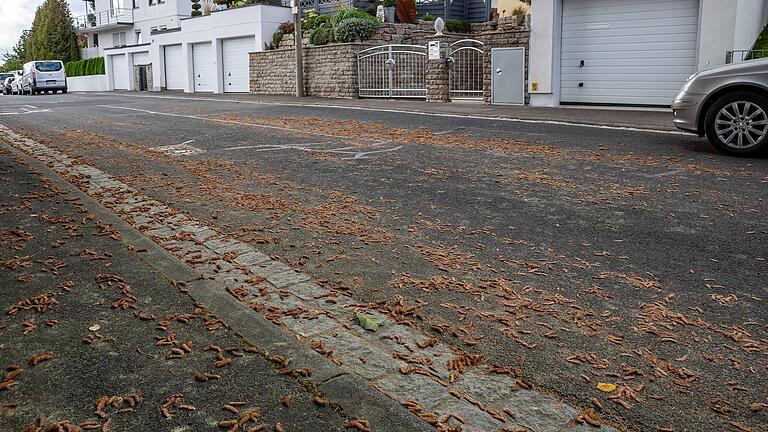 Ärgerlich für den Nachbarn gegenüber: Er ist an dieser nicht stark belasteten Straße bis zur Straßenmitte für deren Reinigung zuständig, ebenso wie der Baumbesitzer für dessen Hälfte der Straße.