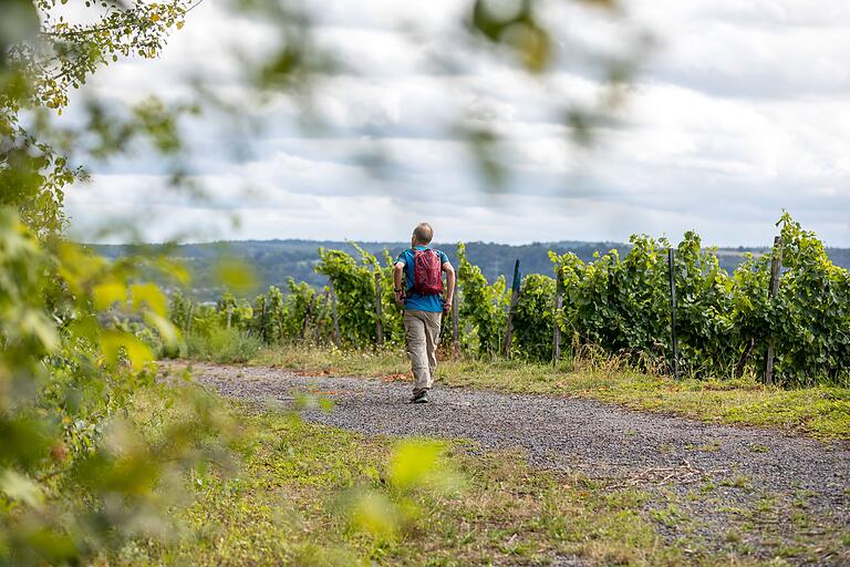 Der Wanderweg startet in Zeil am Main und macht es Ausflüglern leicht, die Besonderheiten des Weinbaus und die Weinberge zu erleben. Der Wanderweg startet in Zeil am Main und macht es Ausflüglern leicht, die Besonderheiten des Weinbaus und die Weinberge zu erleben.