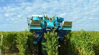 Weinlese im Minutentakt Weinlese im Minutentakt