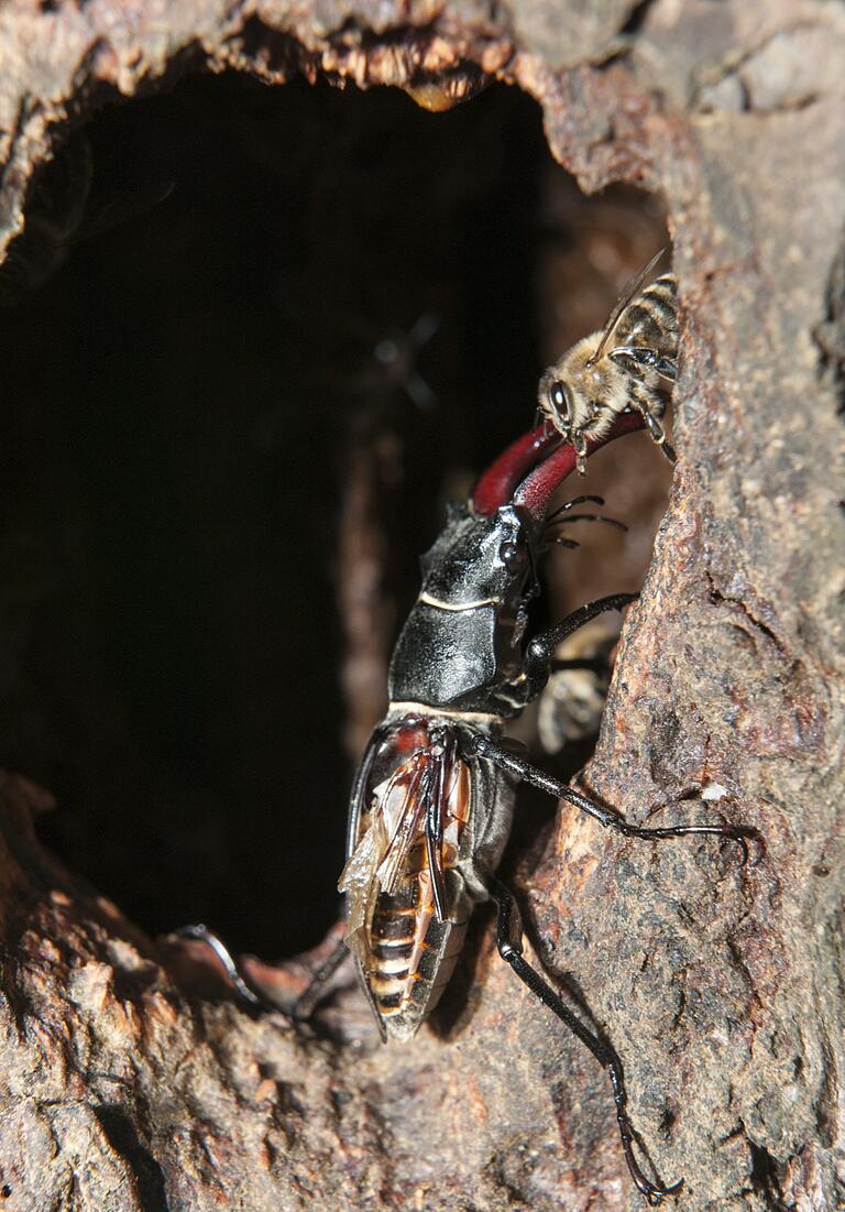 Dieses Bild bezeichnet Manfred Schwarz als 'Sechser im Lotto' seiner bisherigen Wildvölker-Aufnahmen: In Gerolzhofen konnte er am Eingang zu einer von Wildbienen bewohnten Baumhöhle einen Hirschkäfer fotografieren, der seinen rechten Deckflügel und Teile des Flugflügels wohl durch einen Vogel verloren hatte und eine sicheren Zuflucht suchte. Am Eingang der Höhle stieß er dann auf Bienen, die von dieser Idee nicht so begeistert waren. Er schleuderte aufdringliche Bienen immer wieder mit seinen „Zangen“ und Beinen zurück in die Höhle, ohne diese zu verletzen. Dieses Bild bezeichnet Manfred Schwarz als 'Sechser im Lotto' seiner bisherigen Wildvölker-Aufnahmen: In Gerolzhofen konnte er am Eingang zu einer von Wildbienen bewohnten Baumhöhle einen Hirschkäfer fotografieren, der seinen rechten Deckflügel und Teile des Flugflügels wohl durch einen Vogel verloren hatte und eine sicheren Zuflucht suchte. Am Eingang der Höhle stieß er dann auf Bienen, die von dieser Idee nicht so begeistert waren. Er schleuderte aufdringliche Bienen immer wieder mit seinen „Zangen“ und Beinen zurück in die Höhle, ohne diese zu verletzen.