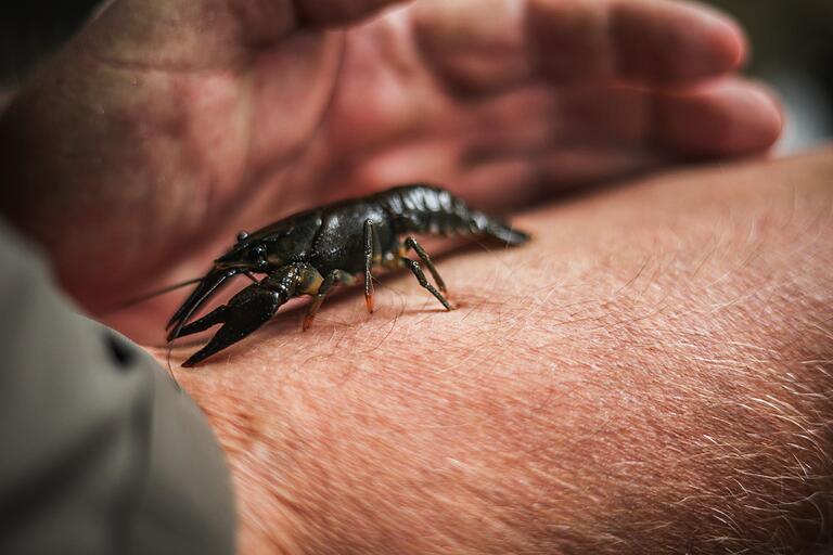 Edelkrebs-Nachwuchs aus einer Zucht: Bis zu 20 Jahre alt und 20 Zentimeter lang können die Tiere werden. Edelkrebs-Nachwuchs aus einer Zucht: Bis zu 20 Jahre alt und 20 Zentimeter lang können die Tiere werden.