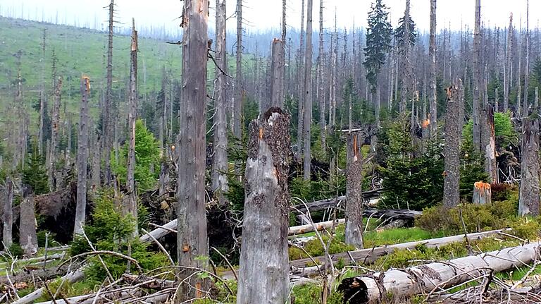 Würzburger Forscher: 'Wissen zu wenig über Borkenkäfer'       -  Die Kernzone im Nationalpark Bayerischer Wald: Hier bleibt der Borkenkäfer sich selbst überlassen. Aus dem Totholz wächst neuer wilder Wald.