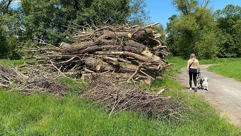 Bei der Gehölzpflege hat sich schon etwas getan. Seit April liegt Baumschnitt am Saaleufer in Diebach zum Abtransport bereit.