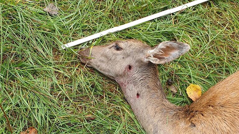 Dieser gerissene Damhirsch der Wolfs weist am Hals Bissspuren auf, die auf einen Wolf als Verursacher hindeuten.