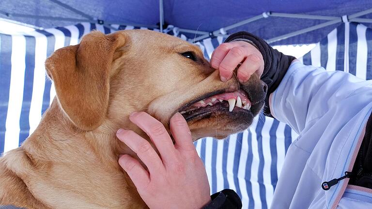 Zahnkontrolle Hund.jpg       -  Wenn Sie regelmäßig in das Maul Ihres alten Hundes schauen, können Sie Veränderungen wie Ablagerungen oder Rötungen frühzeitig erkennen und behandeln lassen.