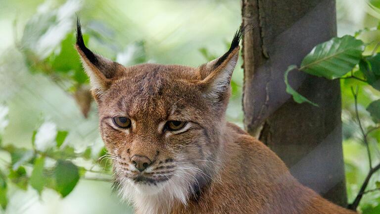 Luchs im Nürnberger Tiergarten       -  Die Population an frei lebenden Luchsen in Nordostbayern ist aktuellen Zahlen zufolge stabil. (Archivbild)