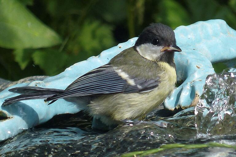 Nicht nur die eigenen Haustiere, auch die Tiere im Garten brauchen viel Wasser. Für Gartenvögel empfiehlt es sich, eine Vogeltränke aufzustellen.