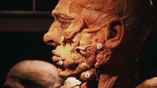 Echte Körper - Zahlreiche geladene Gäste kamen zur Eröffnung der neuen Ausstellung im Schlachthof. Echte Körper - Zahlreiche geladene Gäste kamen zur Eröffnung der neuen Ausstellung im Schlachthof.