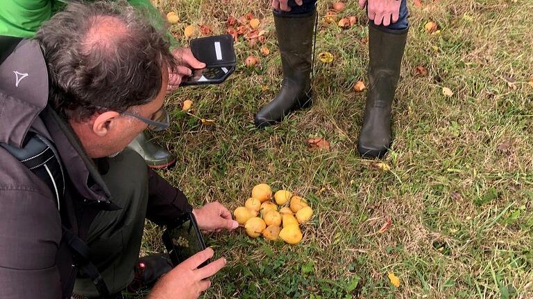 Ganz genau wurden die Früchte eines Birnbaumes begutachtet, um anhand von Form und Ausbildung die Sorte zu bestimmen. Ganz genau wurden die Früchte eines Birnbaumes begutachtet, um anhand von Form und Ausbildung die Sorte zu bestimmen.
