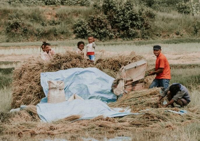 Drei Viertel aller Menschen auf Madagaskar leben in ärmlichen Verhältnissen. Hier ist eine Reisbauern-Familie bei der Arbeit im Reisfeld zu sehen.