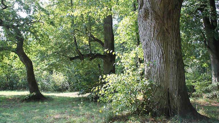 Das ehemalige Naturdenkmal an der Sauruh in Gemünden. Das ehemalige Naturdenkmal an der Sauruh in Gemünden.