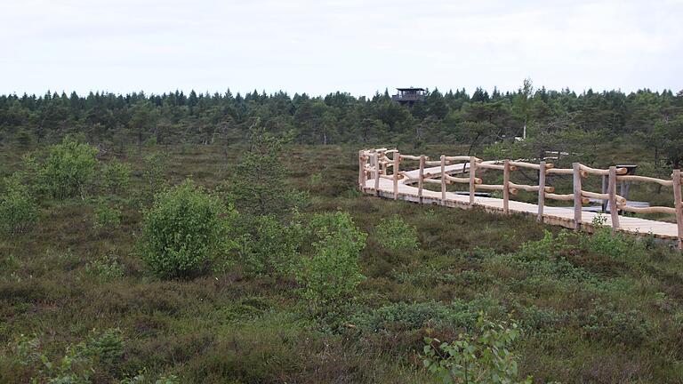 Noch sind viele Bäume im Schwarzen Moor klein. Der Streit darüber, ob sie entfernt werden dürfen, geht weiter.&nbsp;