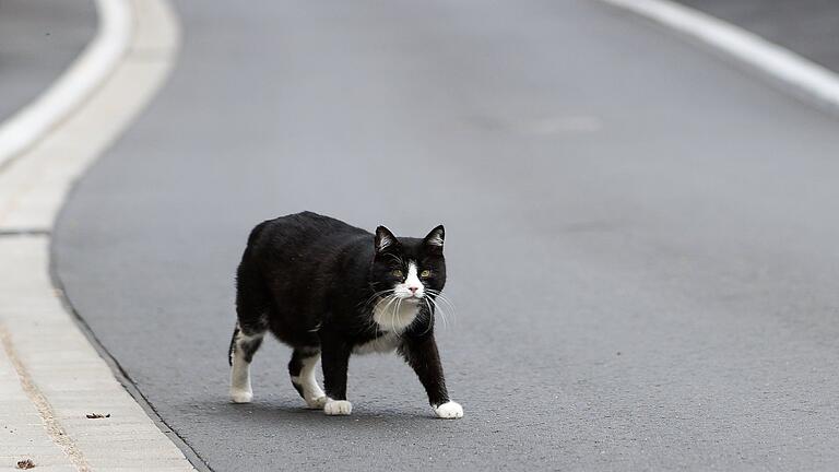 Zwei Katzen wurden in der vergangenen Woche in Karlstadt mit einem Luftgewehr verletzt. (Symbolbild)