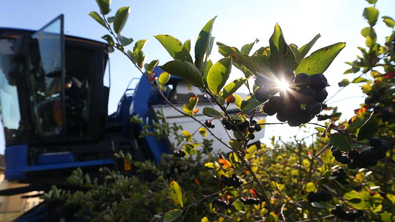 Superfrucht vom heimischen Feld: Eine Erntemaschine pflückt in der Plantage der Familie Nagler in Eschau (Lkr. Miltenberg) reife Aronia-Beeren. Superfrucht vom heimischen Feld: Eine Erntemaschine pflückt in der Plantage der Familie Nagler in Eschau (Lkr. Miltenberg) reife Aronia-Beeren. 