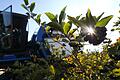 Superfrucht vom heimischen Feld: Eine Erntemaschine pflückt in der Plantage der Familie Nagler in Eschau (Lkr. Miltenberg) reife Aronia-Beeren.&nbsp;