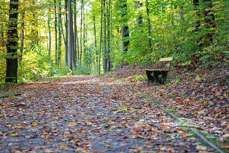 Auf dem Rückweg führt die Tour durch den Wald. Auf dem Rückweg führt die Tour durch den Wald.