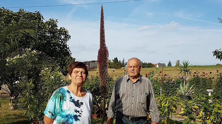 Im Garten von Karin und Joachim Gebert aus Mainbernheim blüht eine Agave - eine Seltenheit. Im Garten von Karin und Joachim Gebert aus Mainbernheim blüht eine Agave - eine Seltenheit.