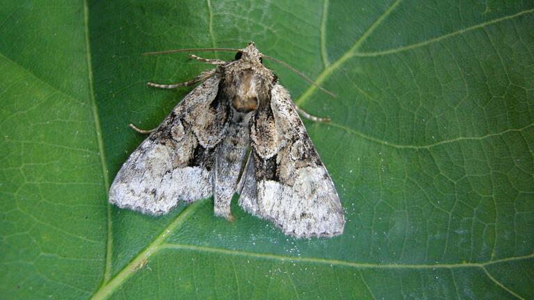 Ein Exemplar der Hellen Pfeifengras-Grasbüscheleule (Pabulatrix pabulatricula), die bis vor kurzem als ausgestorben galt, ist in einem Eichenwald bei Wiesentheid aufgetaucht.