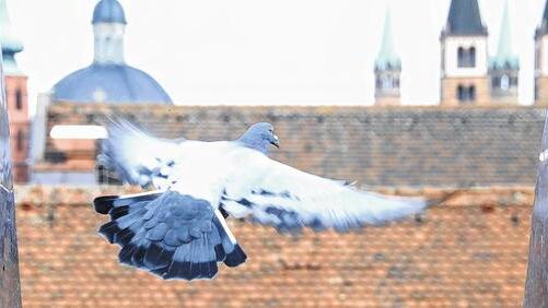 Tauben fliegen aus dem Rathausschlag.