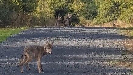 Im September 2022 sind vier junge Wölfe auf dem Truppenübungsplatz Wildflecken in eine Fotofalle gelaufen. Wie viele Welpen in diesem Jahr geboren wurden, ist noch unbekannt.&nbsp;