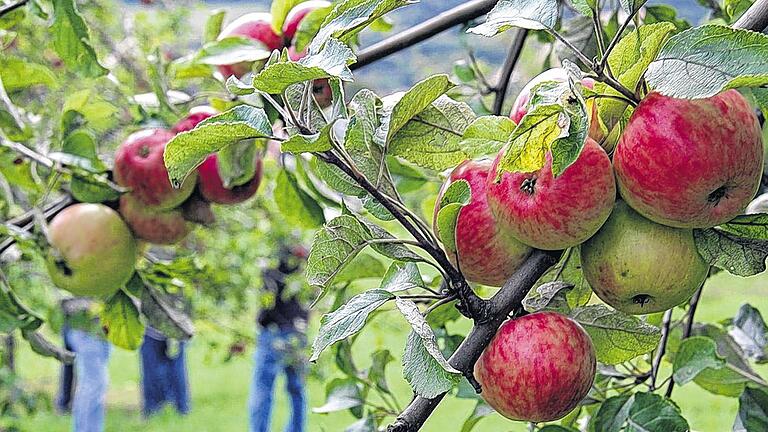 Rotbackig leuchten sie aus dem Laub: die Äpfel der diesjährigen Ernte.