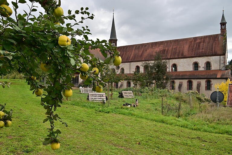Ein typischer Vertreter in einem Klostergarten war früher die Quitte, so wie sie jetzt wieder im Quittenpfad in Kloster Bronnbach eine Renaissance erfährt, neben dem Federvieh. Ein typischer Vertreter in einem Klostergarten war früher die Quitte, so wie sie jetzt wieder im Quittenpfad in Kloster Bronnbach eine Renaissance erfährt, neben dem Federvieh.