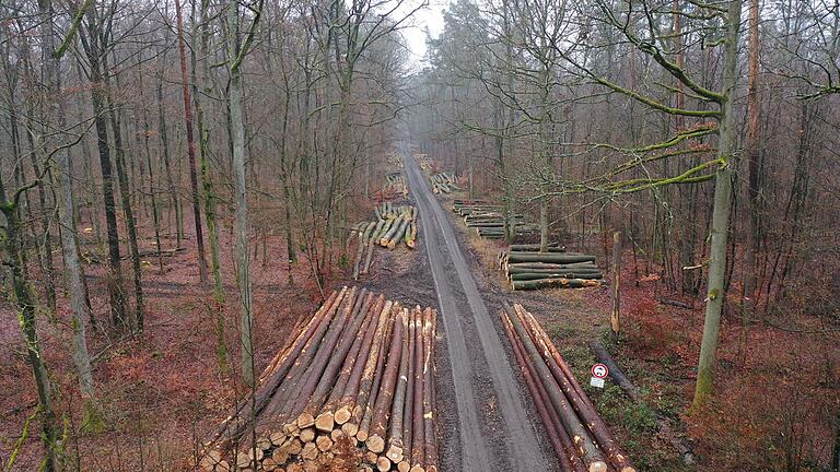 Dieses Bild hat die Bundestagsabgeordnete Lisa Badum an die Presse verteilt. Es soll massive Baumfällungen im Steigerwald zeigen. Die Politikerin fordert ein Fällungsmoratorium in diesem Winter. Dieses Bild hat die Bundestagsabgeordnete Lisa Badum an die Presse verteilt. Es soll massive Baumfällungen im Steigerwald zeigen. Die Politikerin fordert ein Fällungsmoratorium in diesem Winter.