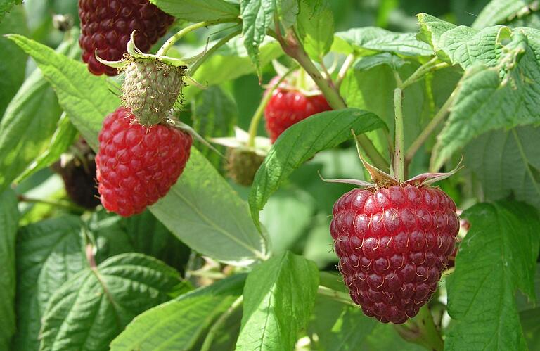 Mit Sommer- und Herbsthimbeeren kann von Juni bis Oktober geerntet werden. Mit Sommer- und Herbsthimbeeren kann von Juni bis Oktober geerntet werden.