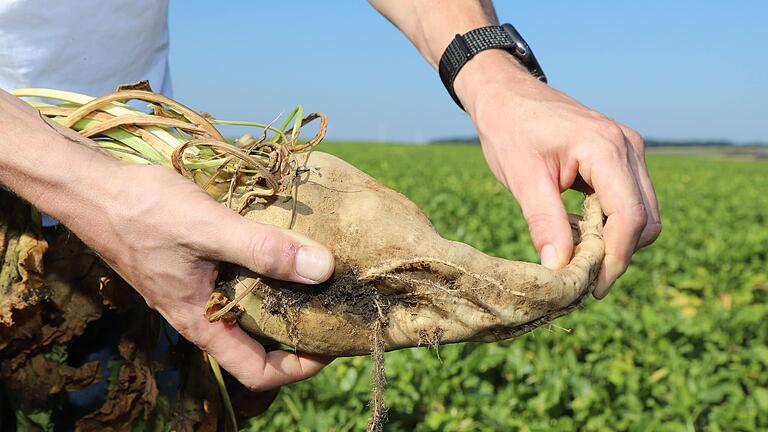 Sogenannte Gummirüben, die ihre Festigkeit verloren haben, sind ein Anzeichen für die Stolbur-Krankheit, die früher vornehmlich bei Kartoffeln aufgetreten war.