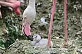 Nachwuchs bei Rosaflamingos       -  Ein Flamingoküken liegt in einem Nest im Tierpark Hellabrunn in München.