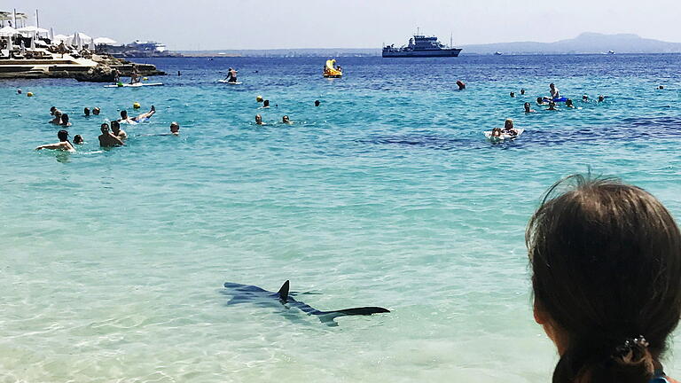 Hai-Alarm auf Mallorca.jpeg       -  Ein Hai im Jahr 2017 am Illetes-Strand von Palma. Hai-Sichtungen gibt es immer wieder – zuletzt am Strand Cala Llombards.