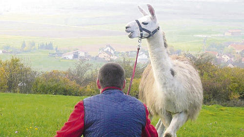 Auch ein Lama braucht mal eine Rast.