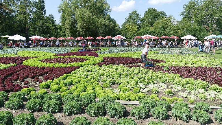 Während die Salatblume im Vordergrund geerntet wurde, genossen die zahhllosen Gäste Weißwürste, Gegrilltes, Kaffee und Kuchen und lauschten den Klängen des Franconia Sextetts.