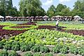 Während die Salatblume im Vordergrund geerntet wurde, genossen die zahhllosen Gäste Weißwürste, Gegrilltes, Kaffee und Kuchen und lauschten den Klängen des Franconia Sextetts.